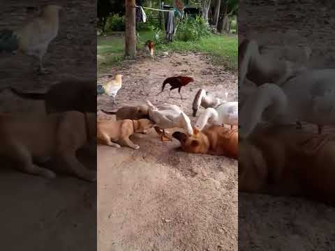 Animais surpreendem com cenas inacreditáveis: prepare as gargalhadas!