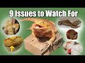 9 Common Issues to Watch For in Bearded Dragons