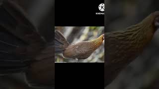 Download lagu gà mái kích trống siêu mồi (suab poj qaib qus seev tuaj zoo) mp3 Download lagu gà mái kích trống siêu mồi (suab poj qaib qus seev tuaj zoo) mp3