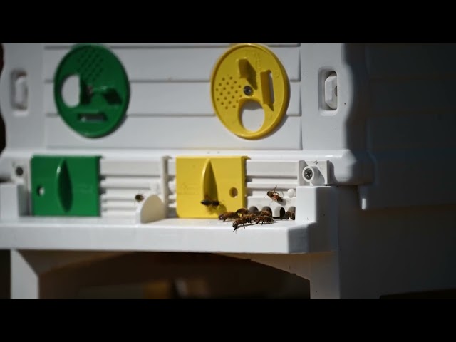 Judge.me YouTube video placeholder