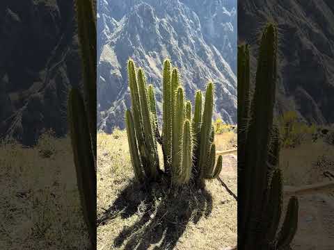 Valle del colca Arequipa- Perú 🇵🇪