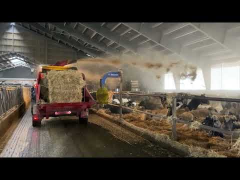 , title : 'Beauty Girl Hand Milking Cows, Feeding Cows Silage, Cows Udder Treatment, Agricultural Machinery'