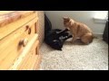 My Cats Always Fight Shorts