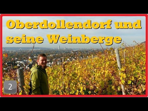 Siebengebirge: Oberdollendorf und seine Weinberge 🍂🍇🍁 [2,7K]