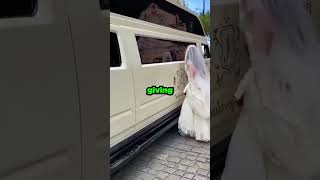 Download lagu Husband CHEATED On Wife During Their Wedding.. mp3