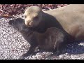 Cute Baby Sea Lion talking to Mom!