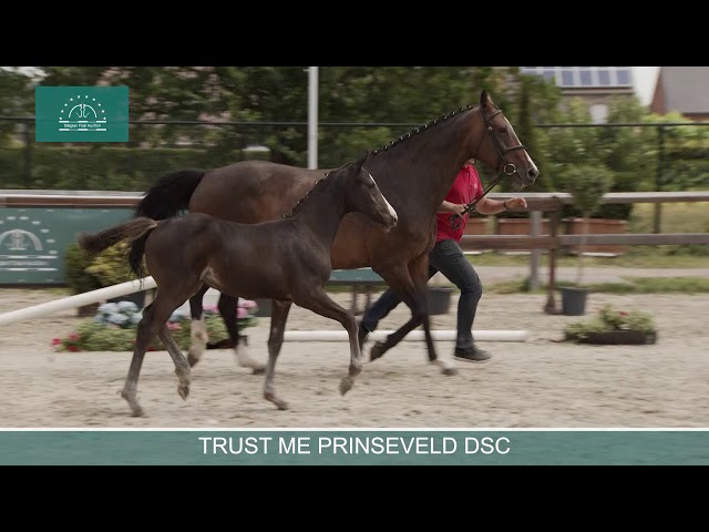 TRUST ME PRINSEVELD DSC