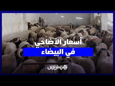 أسعار الماشية بالدار البيضاء 