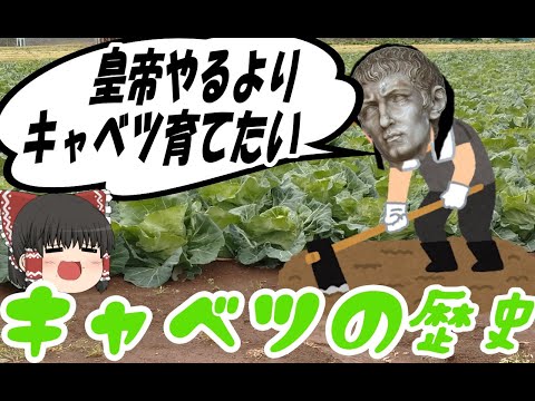 野菜のキャベツ:ビタミン豊富なパワー野菜に関する興味深い事実 植物