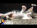 Tiny Kitten Found Barely Breathing Becomes The Ultimate Fighter - ROCKY | The Dodo Little But Fierce