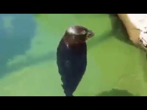 Foka się kręci - download (link do pobrania w opisie)