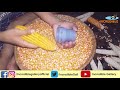 CORN SHELLING MACHINE SHELLING CORN BY HAND HOMEMADE CORN SHELLER