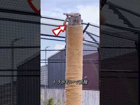 もしトラに追いかけられたら絶対に木に登らないでください！🐅