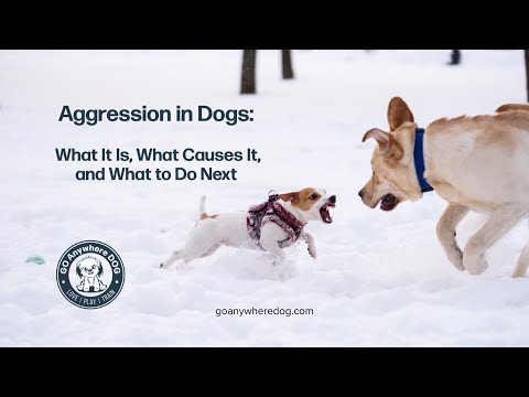 Aggression in Dogs: Causes, Warning Signs, and What to Do Next (Safety First)