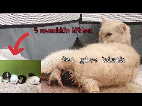 Cat give birth to 5 munchkin kitten - full video process | proses kelahiran 5 anak kucing munchkin