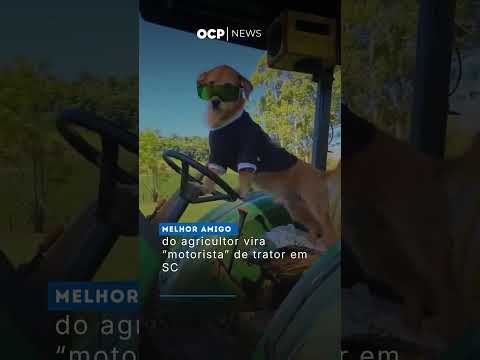 Melhor amigo do agricultor vira “motorista” de trator em SC