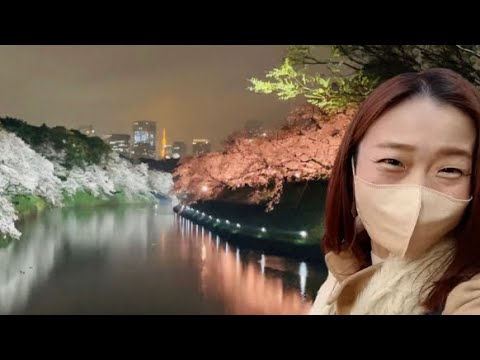 🔴TOKYO's Best Cherry Blossom Illumination - Chidorigafuchi