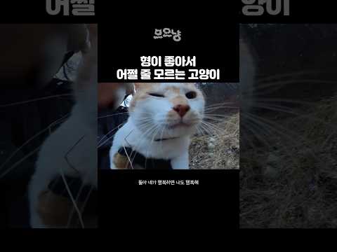형이 좋아서 어쩔 줄 모르는 고양이