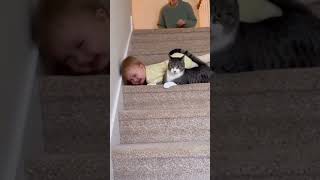 Download lagu Kucing Pahlawan Selamatkan Bayi yang Jatuh di Tangga 😱❤️ | Momen Tak Terduga! #cat #funnycat #kucing mp3