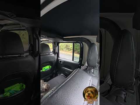 Liesel the Miniature Schnauzer Drive-By Conquests - Oct 19, 2025