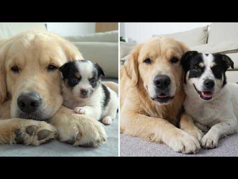 YouTube 썸네일