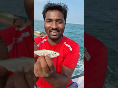 மத்தி மீனுக்கு சாலை மீனுக்கு உள்ள வித்தியாசம் The difference between herring and சாலை fish