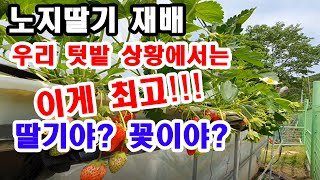노지 딸기 재배, 우리 텃밭 상황에서는 이게 최고!!! 딸기야 꽃이야? (딸기재배, 노지딸기 재배, 딸기 심…