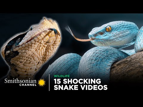 15 Shocking Snake Videos! ???? Smithsonian Channel
