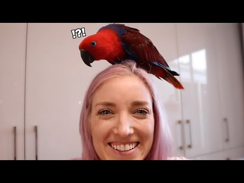 What Are Eclectus Parrots Like? (FUNNIEST MOMENTS!)