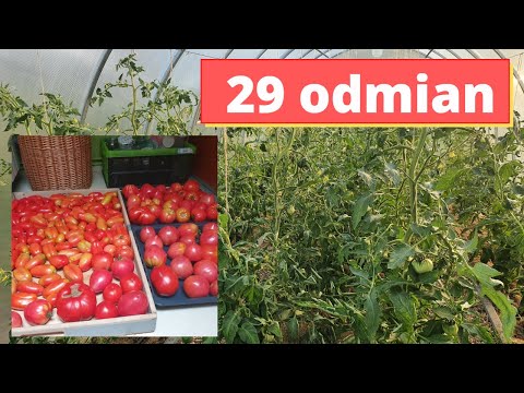 , title : 'Poznaj 29 odmian pomidorów'