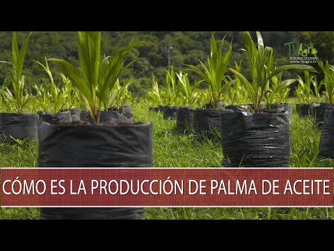 , title : 'Como es la produccion de palma de aceite - TvAgro por Juan Gonzalo Angel Restrepo'