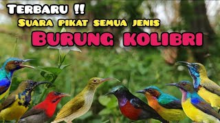 Download lagu Suara Pikat Semua Jenis Burung Kolibri || SUARA PIKAT KOLIBRI RIBUT TERBARU mp3