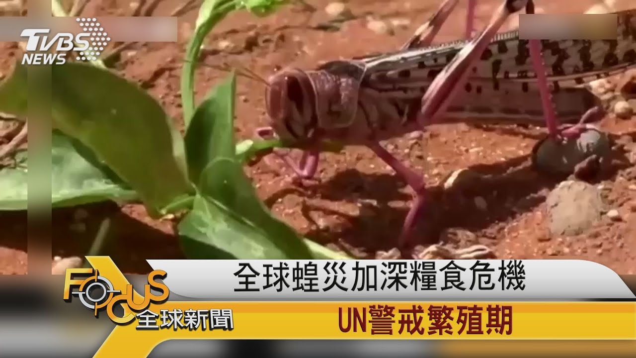 全球蝗災加深糧食危機　UN警戒繁殖期