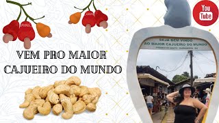 Maior cajueiro do mundo, bora conhecer Pirangi?