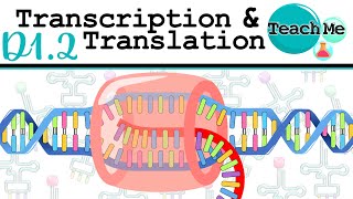 (D1.2) - Protein Synthesis (Transcription & Translation) - IB Biology (SL/HL)