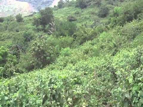 TRAIN INSANE with KANE - EPISODE 35 TAY