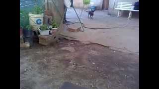 RINGHO,,,,IL RITORNO