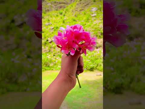Flowers 🌷 #coversong #please_subscribe_my_channel #youtubeshorts #lifeisbutadream #account