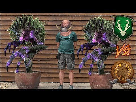 Angry Tree Lady! Wood Elves vs Ogre Kingdoms - Total War Warhammer 3