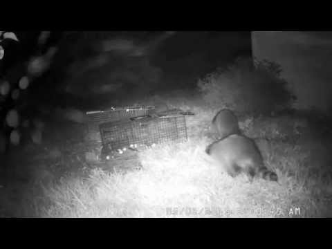 Raccoon jailbreak caught on camera