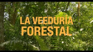 preview picture of video 'La Veeduría Forestal (The Forest Monitoring Initiative)'