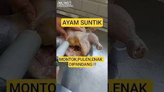 Download lagu HATI-HATI banyak oknum nakal❓ayam potong suntik #shorts #hiburan #videoviral mp3 Download lagu HATI-HATI banyak oknum nakal❓ayam potong suntik #shorts #hiburan #videoviral mp3