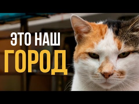 Что миллион котов сделали со Стамбулом