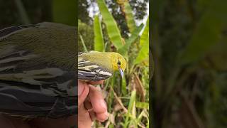 Download lagu BURUNG SIRTU PENGHUNI POHON PISANG UNIK SEMAK BELUKAR mp3