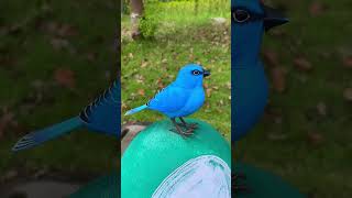 Kibtoy Blue Bird toy simulation electric singing bird can call and move