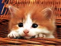 Aamir Kangda Come In My Arms
