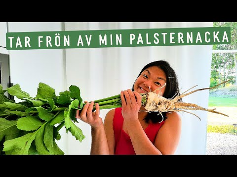 Skördar palsternacka och tar frön och sår nytt på sensommaren igen | Hållbart villaliv