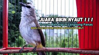 Download lagu Suara Burung TRUCUKAN gacor ROPEL VARIASI NROTOK NGECUPLIK pancingan trucukan agar JADI trucuk GACOR mp3