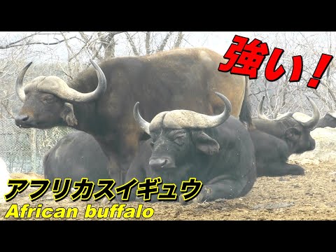 IUCN分類における絶滅の危険性を示す図。