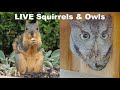 LIVE:  Mostly Empty Soft Release Cage, Natural Squirrel Nest, Abandoned Owl Eggs  Dallas
